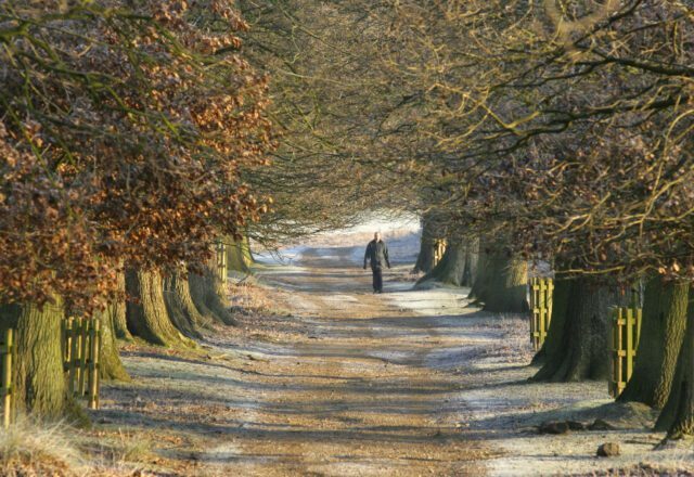 Man walking through a winter woodland