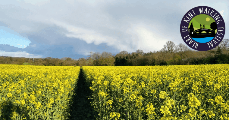 Field of yellow flowers with the Heart of Kent Walking Festival logo