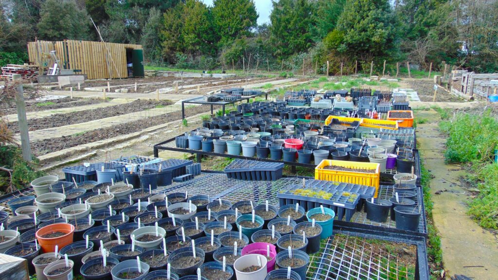 Cozenton Tree Nursery in Rainham