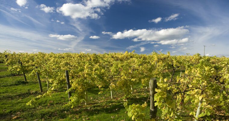 Rows of grape vines in a vineyard in Tenterden.
