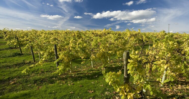 Rows of grape vines in a vineyard in Tenterden.
