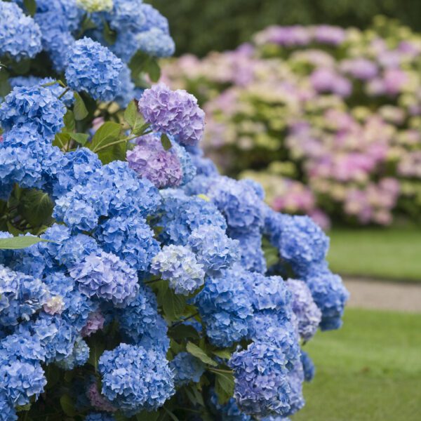 Blush full of blue hydrangeas with a path in the background, Emmetts Garden Sevenoaks