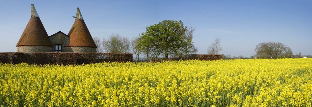 Image of blossom in field