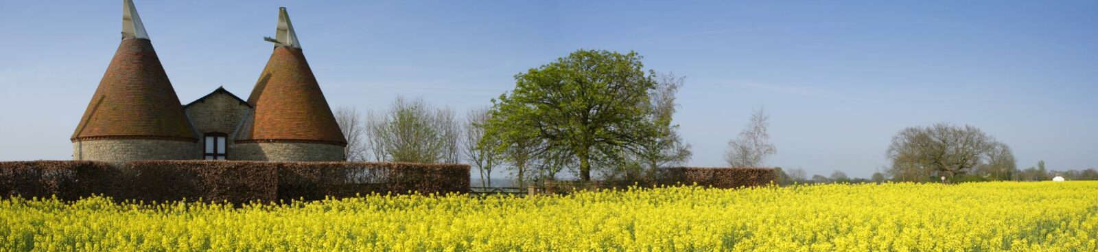 Image of blossom in field