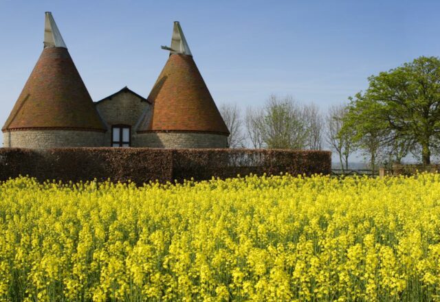 Image of blossom in field