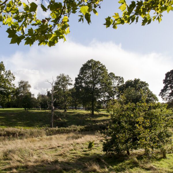 Grassland with trees on a sunny day, Hilbert Recreation Ground Tunbridge Wells