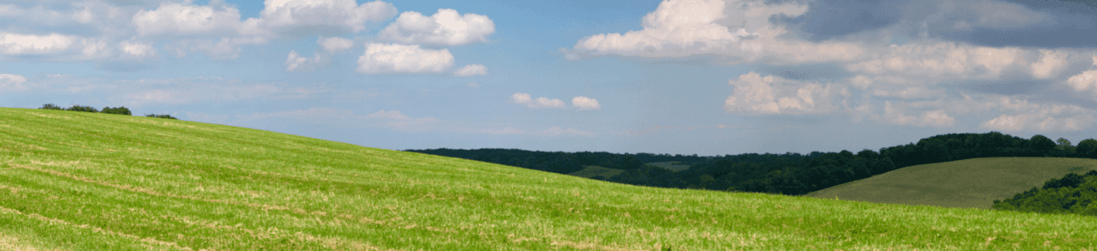Panoramic view of a green field on a bright day