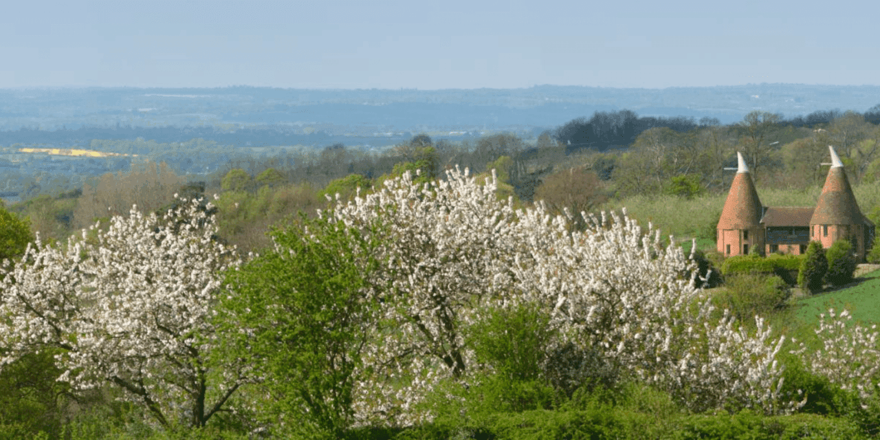 Panoramic view of trees blossoming