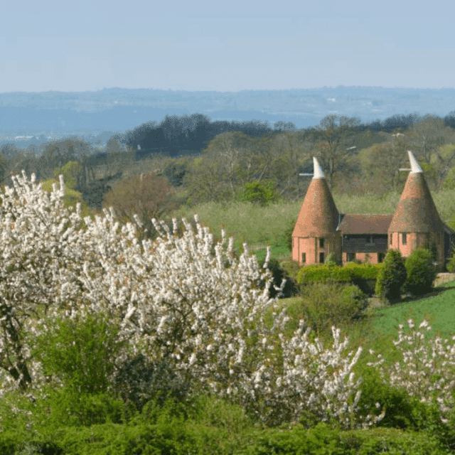 Panoramic view of trees blossoming