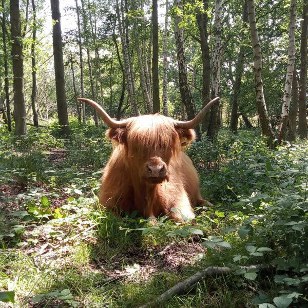 Highland cow in the woods at Hothfield Heathlands