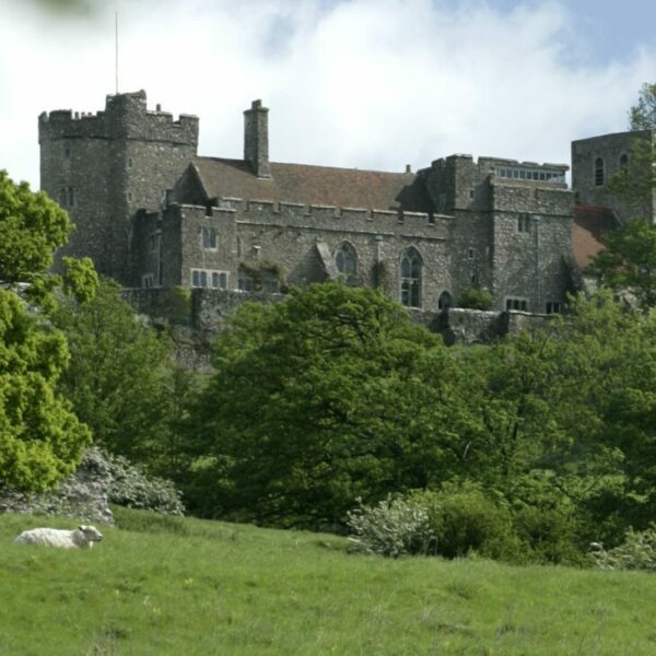 Sheep grazing in grass field, with trees and Lympne Castle, in the distance.
