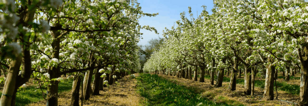 Field of blossoming trees