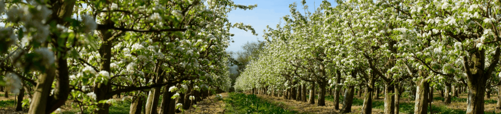 Field of blossoming trees