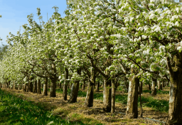 Field of blossoming trees