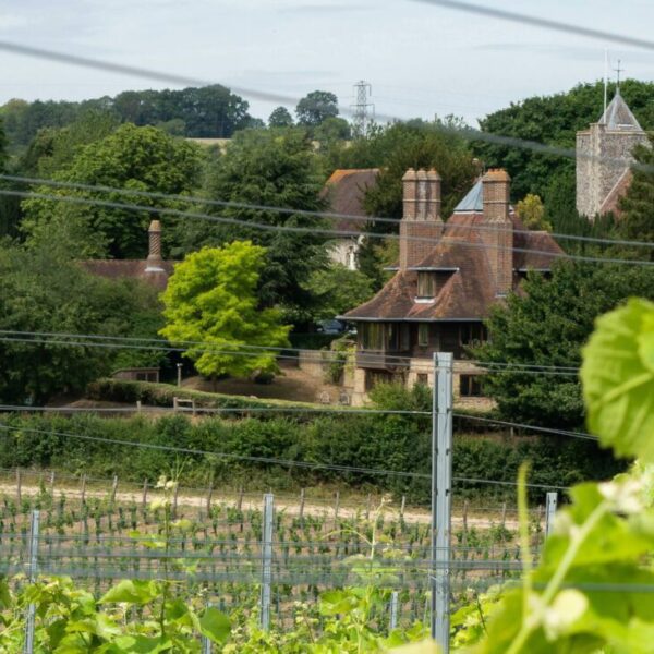View of Silverhands estate vineyard