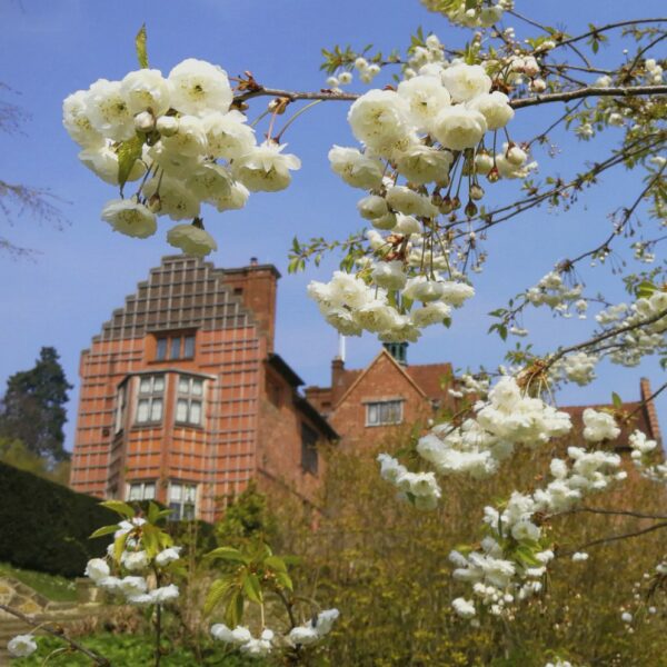 Apple blossom with the house in the background at Chartwell, Kent