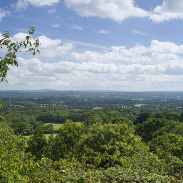 View of trees and fields in the Weald of Kent from Toys Hill.