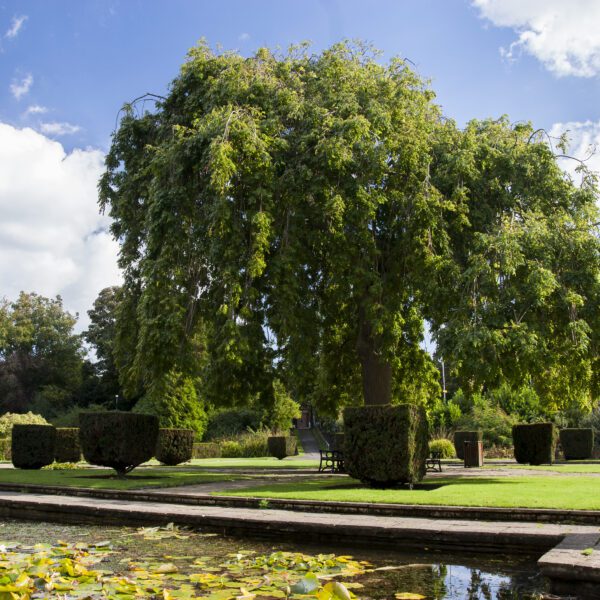A large tree and bushes in a park surrounded by paved paths next to a pond.