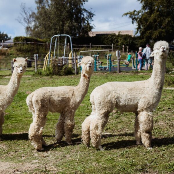 Three alpacas standing in a row in a grass field with a playground in the background.