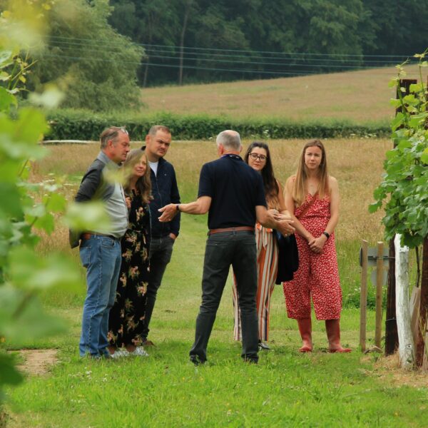 A group of people stood between vines on some grass taking a tour of a vineyard.
