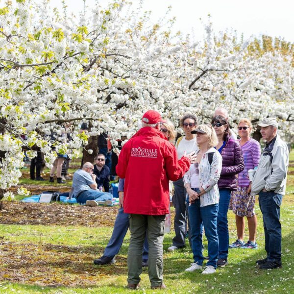 A man giving a guided tour of the grounds and orchards at Brogdale while people picnic in the background under the blossom on the trees.