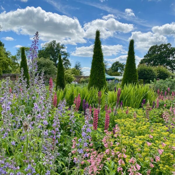 Different types of flowers planted together in a garden with a few trees in the background.