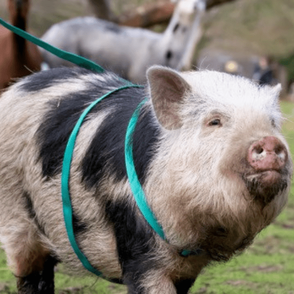 A pink and black micro pig on a teal lead.