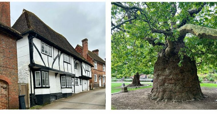 Tudor style white building on the left and a large tree on the right