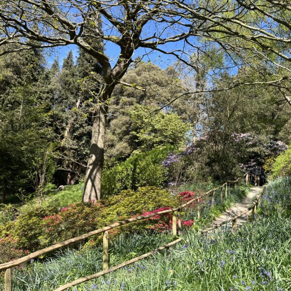 A path going up a hill with two wooden handrails between different types of flowers and trees.