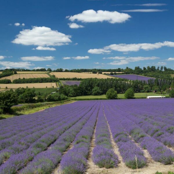 Lavender fields, with trees in distance and crop fields. Blue sunny sky.