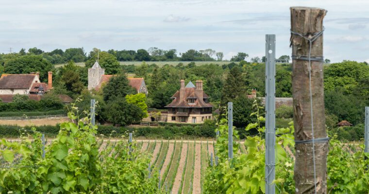 Vineyard rows leading to a cottage surrounded by trees and hills in the background.