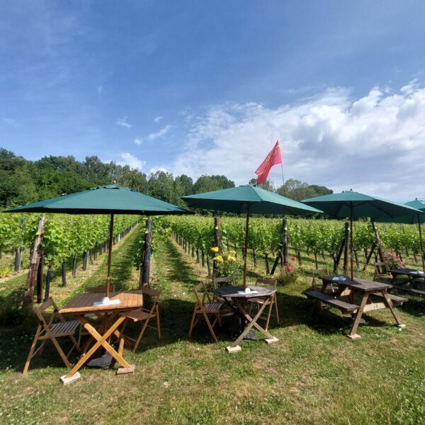 Picnic benches in a row with an umbrella above each one with rows of vines in the background.