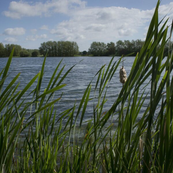 Reeds at the edge of Conningbrook Lakes Country Park, Kennington, Ashford, Kent, 25th May 2015.