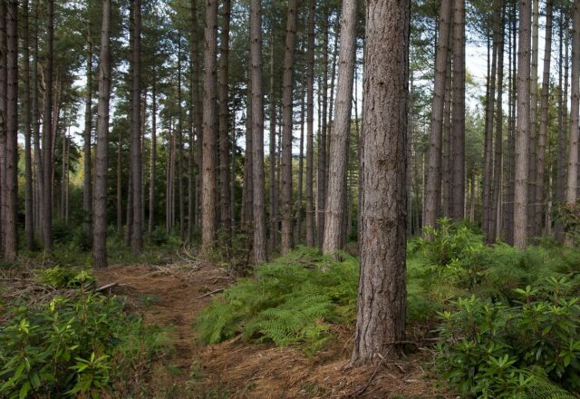 Forest