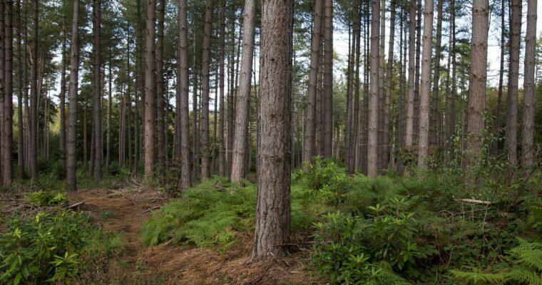 Forest