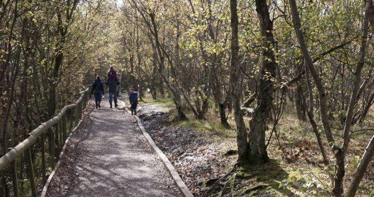 woodland walk in shorne woods