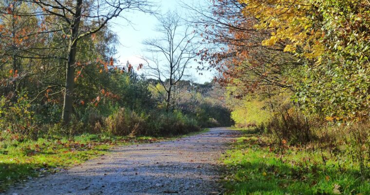 image of forest in clowes wood