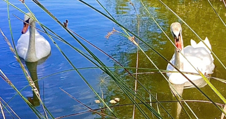 Two white swans swimming on a calm pond, framed by tall reeds.