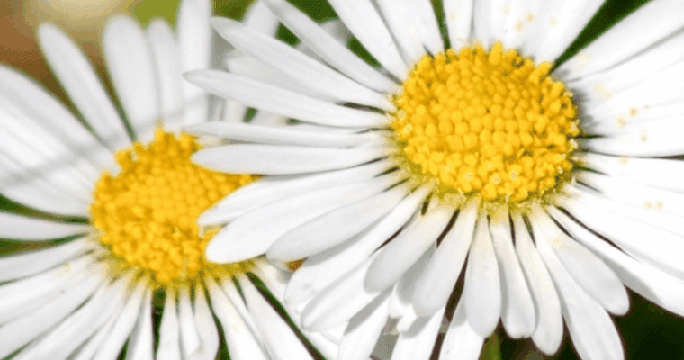 close up image of 2 daisies
