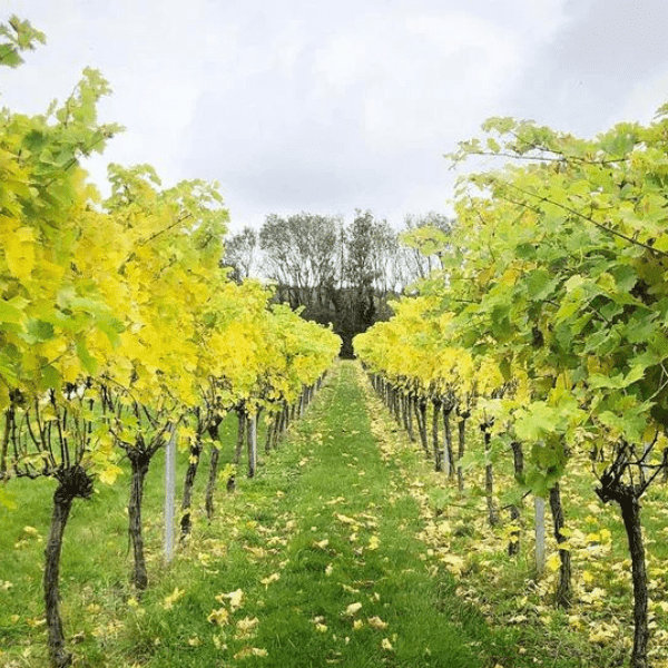Westwell Wines outdoors