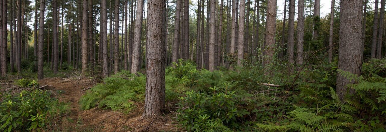 Forest