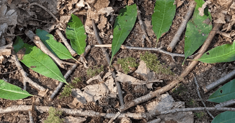 leaves, sticks and pinecones arranged on a forest floor