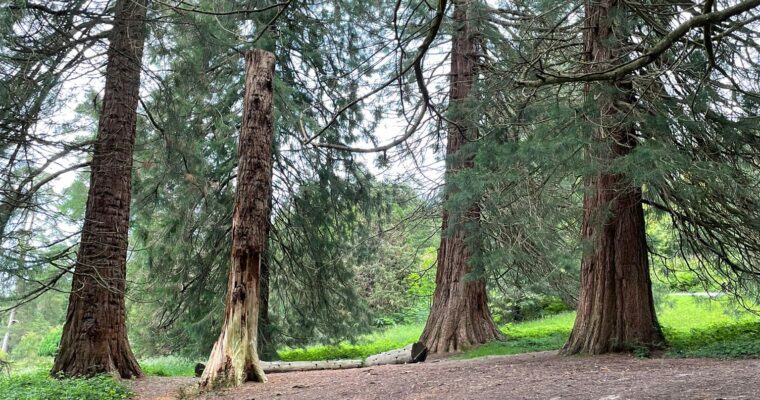 Tall trees at Bedgebury