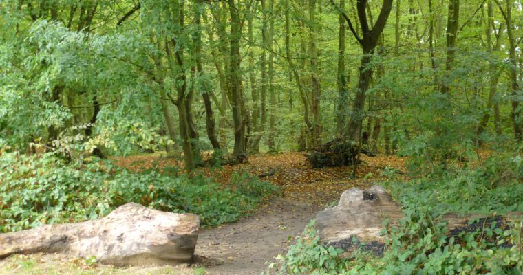 Autumn woodland