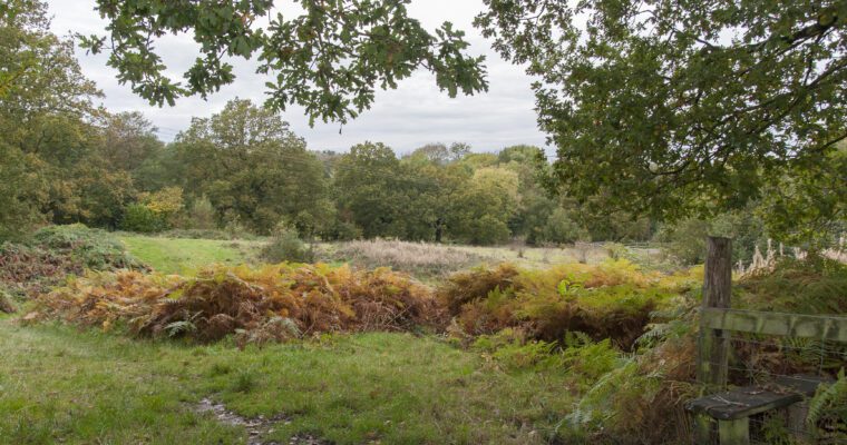 Woodland in autumn