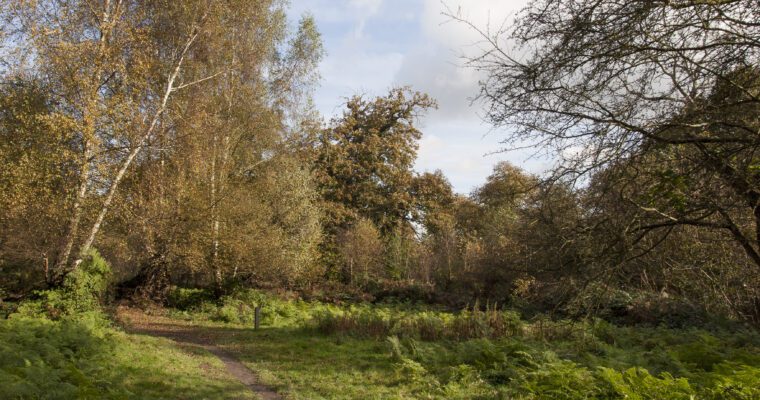 Autumn trees, with dirt path leading through them