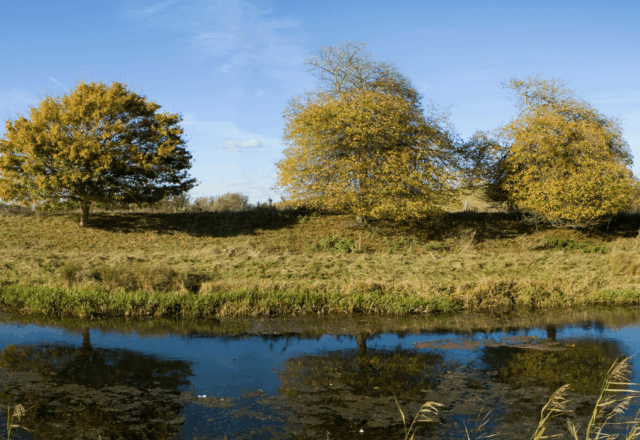 River canal overlooking trees