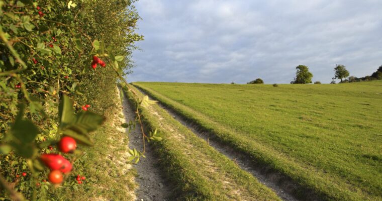High Weald Landscape Trail
