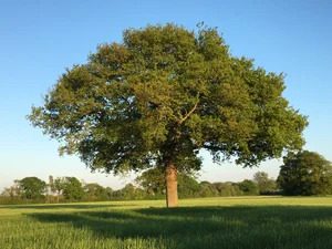 A tree in a field with clear blue skies behind.