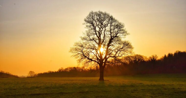 Sunrise behind a tree in a field.
